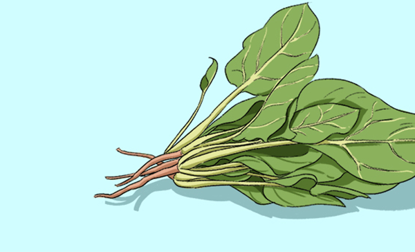 �����ʺ����ε�ʳ�� �����ʺ����ε�ʳ������Щ